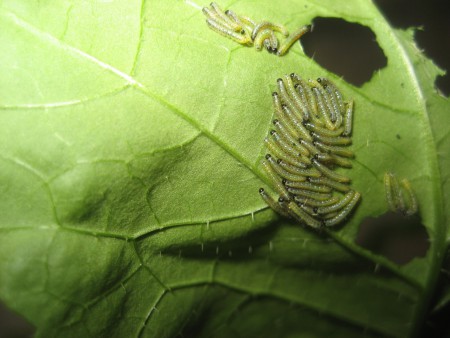  Cabbage butterfly caterpillars feeding on leaf, Wageningen, Netherlands